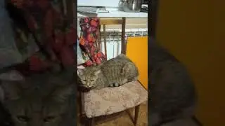 Кузя гонит самогон.