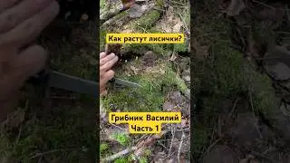 Истории грибника Василия часть 1 