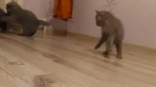 Ксюша с котятами хвосты дыбом кошка кошка и котята
