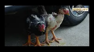 Experiment car vs chicken car vs hen car vs baby toys crushing crunchy soft things by car vs slime