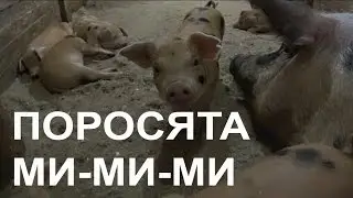 ✅ Милейшие смешные поросята с мамой. Cute funny pigs