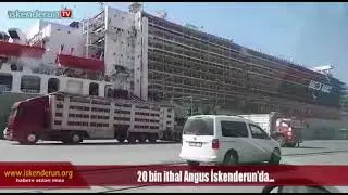 20 bin ithal Angus İskenderun’da…