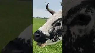 How cows have teeth. Interesting facts about cows. 