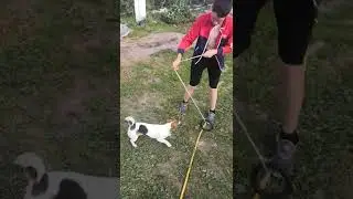 Джек рассел терьер