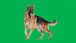 Green Screen Effect - Animals - Dog - FiazKhadmi