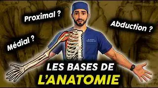 Introduction à l’anatomie : Tout ce que vous devez savoir