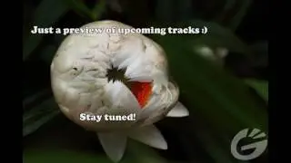 Graphic Bug PREVIEW