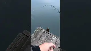 ЧТО ТВОРИТ ЩУЧКА🤯🤩 #fish #fishing #shimano #рыбалка #fishingvideo #pike #pikefishing #киев