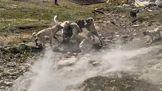 KÖPEKLER BOĞUŞUNCA ORTALIK TOZ DUMAN OLDU