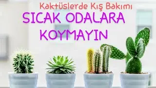Kaktüslerde Kış Bakımı /Kaktüslerde Kış Üşümesi Nasıl Yapılır? #kaktüs #cactus