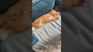 Хто всю ніч гуляв той весь день спить ось так в отрубях 😻 