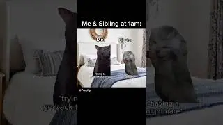Siblings staying over belike.. #catmemes #memes #funnycats  #siblings #funnymemes