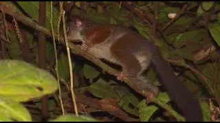 Allen's Squirrel Galago—Make Vertical Leaps at Nearly 14 Times Their Body Length