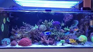 540l Steronia aktualnie
