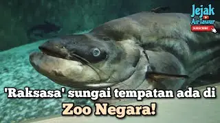 Ikan Tapah di Zoo Negara