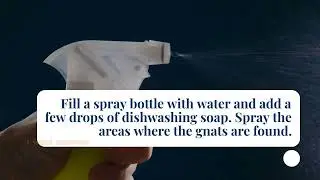 How to get rid of gnats? Top methods you can try at home!