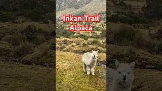 I Encountered Alpacas on the Incan Trail