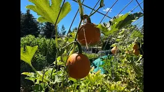 Late Summer Garden Tasks: Everyone Can Grow a Garden (2022) #34