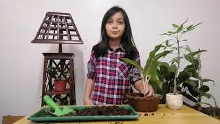 Performance Task - Pagtatanim ng Halamang Ornamental