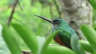 Ariramba-de-cauda-ruiva cantando em Governador Lindenberg - Espírito Santo