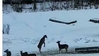 Deer stands tall