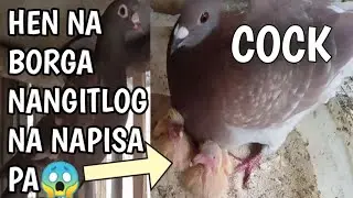 Napisa na anak ni borga.