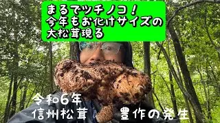 山でツチノコ松茸を捕獲しました　令和6年10月2週目その1️⃣