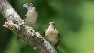 Adult Female Rose-Breasted Grosbeak Feeding Chick [Slow-Motion 4k, 120 fps]