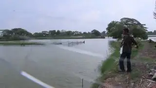 Tambak Bandeng Cak Pii, Ujung Pangkah, Gresik