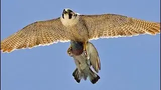 A Peregrine falcon and a flock of pigeons! Жесть!!! Сокол Сапсан в Атаке /Голуби /Ястреб