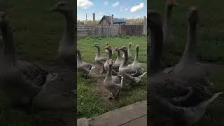 Гуси пришли на разборки к алабаю.))