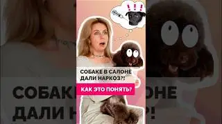 Собаке дали наркоз в салоне! Смотри новый ролик на нашем канале Азбука Груминга!