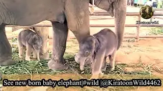See new born baby elephant|#wild |@KiratoonWildStory