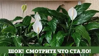Шок! Женское Счастье (Спатифиллум) Что Стало через Год