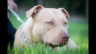 Pit bull  o perfil da raça #shorts