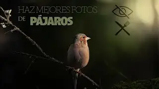 Cómo hacer un HIDE con COMEDERO para fotografía de pájaros
