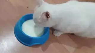 🙂🌼❤️The mother stray cat is drinking milk in the air-conditioned living room, nowadays... #cat #yt