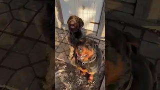 Не послушные собаки #ротвейлер #дратхаар #dog #funnyshorts #finnyvideo #funny #rottweiler