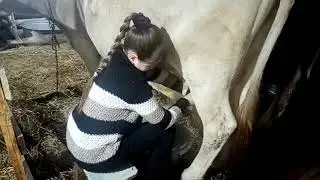Milking a cow, daughter Alina (12 years old)