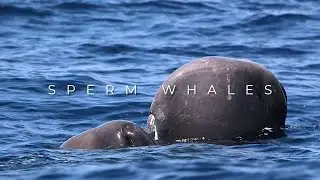 THREE SPERM WHALES DIVING | Futurismo | Azores