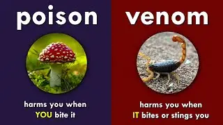 Poison vs. Venom: What's the Difference?