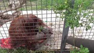 Дану ПОЗВАЛИ домой) Парк львов Тайган  