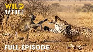 Win or Die (FULL EPISODE) | World’s Deadliest Battles for Survival | Animal documentary
