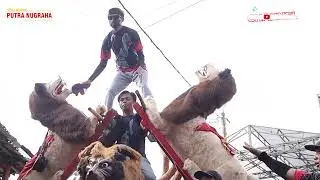 Mode Atraksi Sisingaan | Seni Burok Putra Nugraha