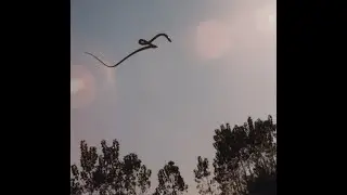 Jake Socha: The mechanics of snakes in flight