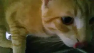 Mau Gattorosso ha sete...
