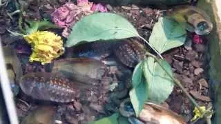 Cockroaches fun Тараканы