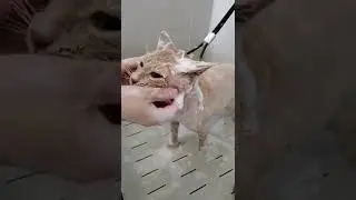 Как часто можно мыть кошек?