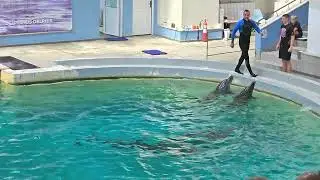 Delfinariu Constanța, spectacol 14 august 2o24