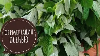 ферментация листа малины осенью